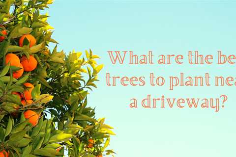 What Are The Best Trees To Plant Near A Driveway?