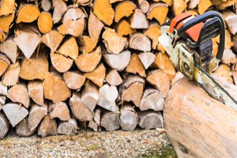 Stump Grinding Services In MS: What You Should Know