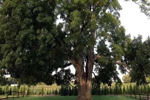 How do you make an old tree healthier?