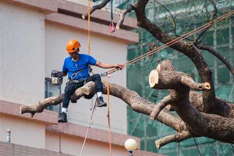 Do you tip tree service guys?