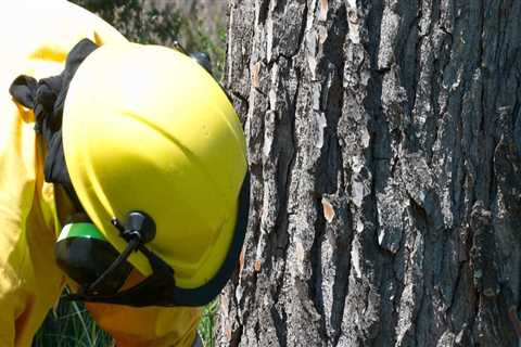 The Benefits of Tree Health Assessments and Stump Grinding in Virginia