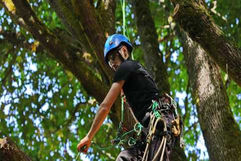 What is top pay for a tree climber?