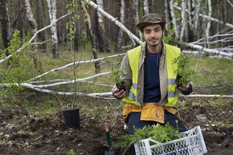 The Year-Round Importance of Tree Service: Nurturing Tree Health and Enhancing Property Care