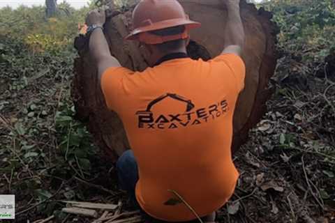 Standard post published to Baxter's Tree Service at July 14 2023 16:02