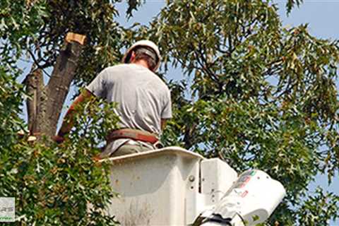 Standard post published to Baxter's Tree Service at July 15, 2023 16:00