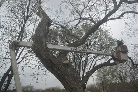 Cliviger Tree Surgeon Tree Dismantling Removal And Felling Throughout Cliviger