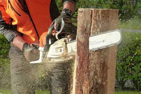 Panteg Tree Surgeons 24-Hour Emergency Tree Services Dismantling Felling And Removal