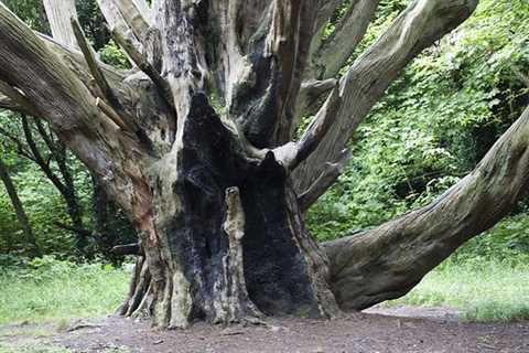 Tree Surgeon Bollington 24-Hr Emergency Tree Services Dismantling Felling And Removal