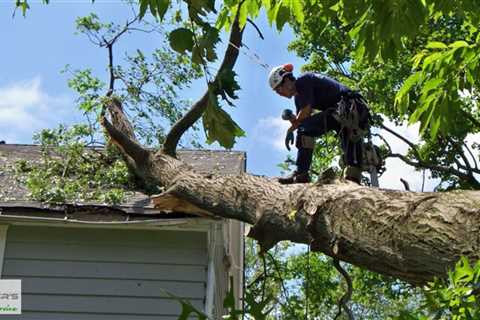 Standard post published to Baxter's Tree Service at July 21, 2023 16:01