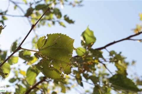 Standard post published to Baxter's Tree Service at July 22 2023 16:01