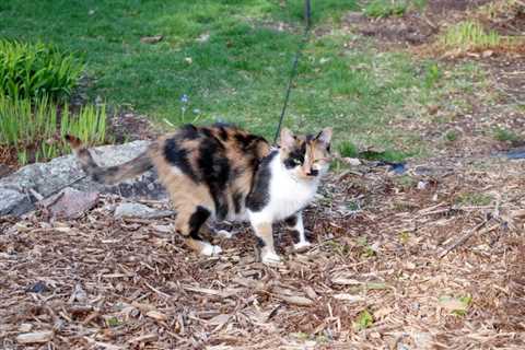 How To Keep Cats Out Of Mulch