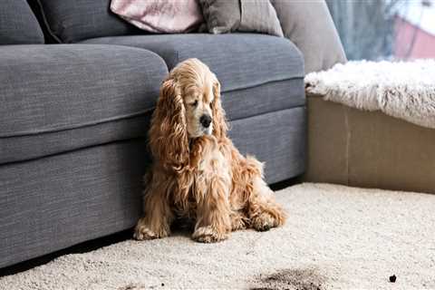 What is the best way to remove pet stains from carpets?