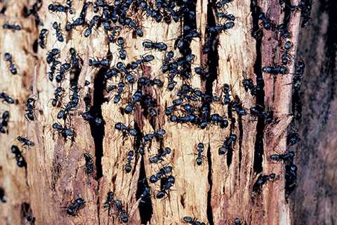 Carpenter ants and their environment