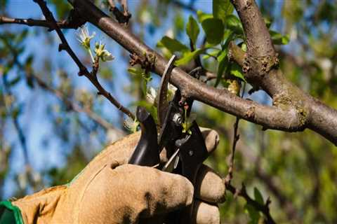 What happens if you don't prune a tree?