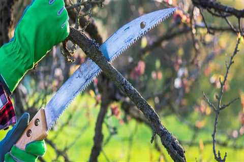 The Art And Science Of Arboriculture: A Guide To Top Tree Trimming Techniques In Lubbock, TX