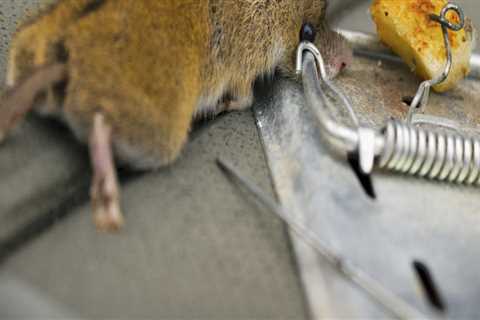 The Cost Of Using A Rodent Control Services In Dallas