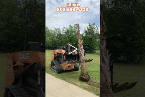 Aiken Dead Palm Tree Removal Services by Fall Line Reliable