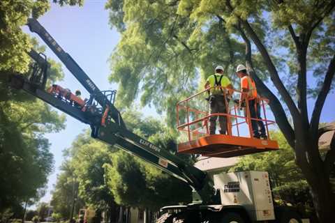 How to Choose a Tree Service Company?