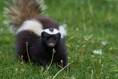 Skunk Removal Denver: What To Do When Skunks Invade Your Property