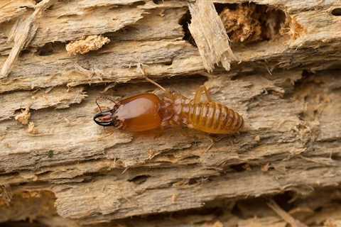 Termite Control Greenville DE: How Can You Prevent Termite Infestations?