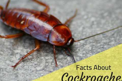 How Long After Pest Control Do Cockroaches Die: Understanding The Roach Elimination Timeline