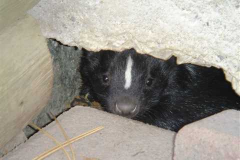 How Can I Prevent Skunks From Nesting On My Property In Ottawa?