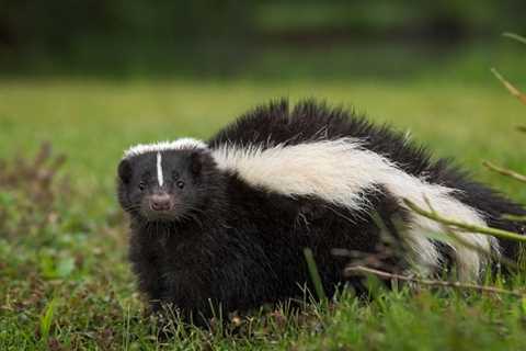 What Are The Common Signs Of Skunk Activity In Columbus Ohio?