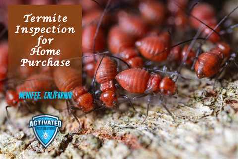 Termite Inspection Simi Valley Termite Control: Ensuring A Termite-Free Home