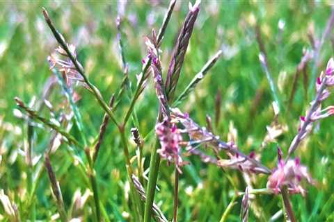 Are grass seed heads bad?