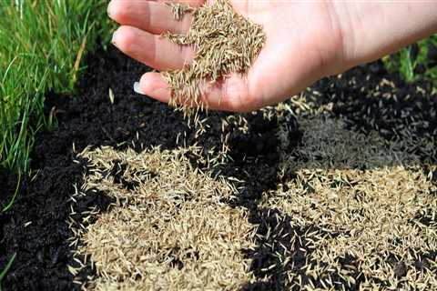 How are grass seeds planted?