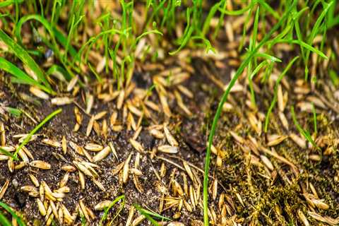 Will grass seed grow on top of dirt?