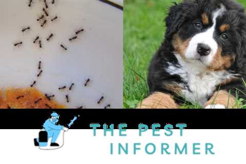 Ant Extermination Safe For Pets: Pet-Friendly Approaches To Ant Control