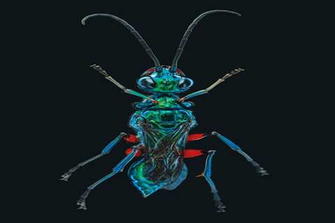 Emerald Cockroach Wasp Mind Control: A Fascinating Tale Of Nature’s Manipulation