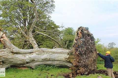 Standard post published to Baxter's Tree Service at August 14 2023 16:00