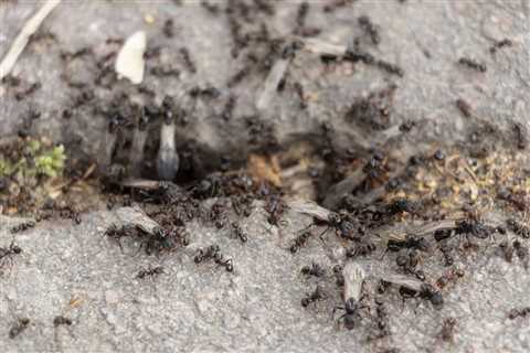 How Does An Ant Bully Exterminator Approach Pest Control For Ant Infestations?