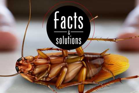 Best Pest Control For Cockroaches In Pune: Effective Strategies For Roach-Free Living