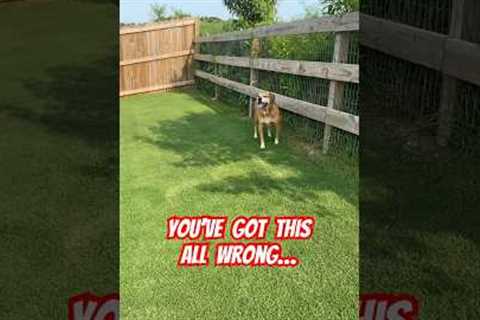 Dog pee for the win! 🐶🚽 #lawncare #youtube #shorts #dog