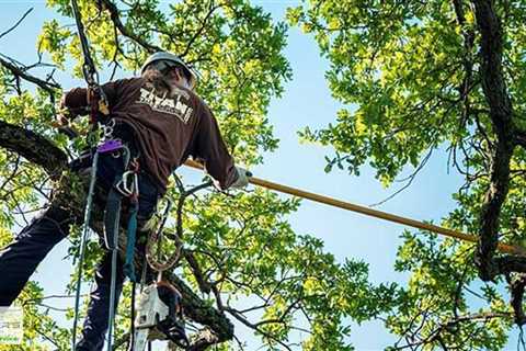 Standard post published to Baxter's Tree Service at August 21 2023 16:02