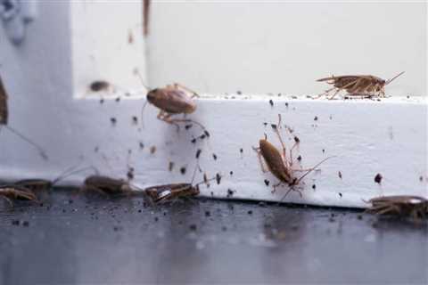 How Do You Get Rid Of Roaches In One Day?