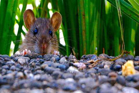 What do rodents hate?