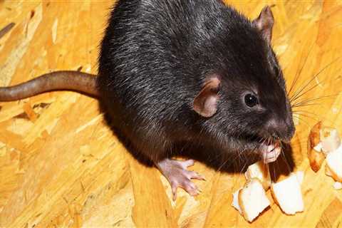 How do you treat a rodent infestation?