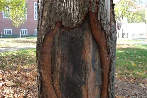 How do you fix a diseased tree?