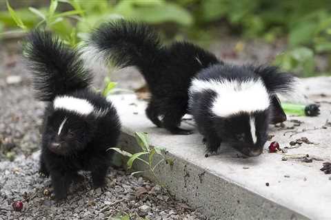 Skunk Scent Gland Removal Cost