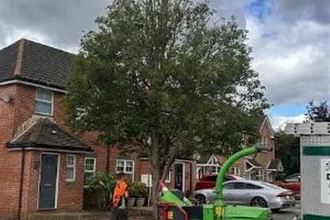 Tree Pruning Chepstow