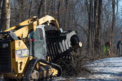 Brush Clearing For Tree Relocation: Why It's Crucial For Ensuring Proper Growth