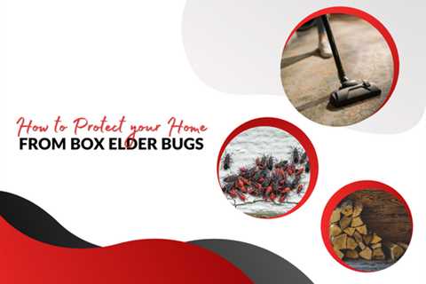 Simple Ways To Prevent Box Elder Bugs in Your Toronto Home