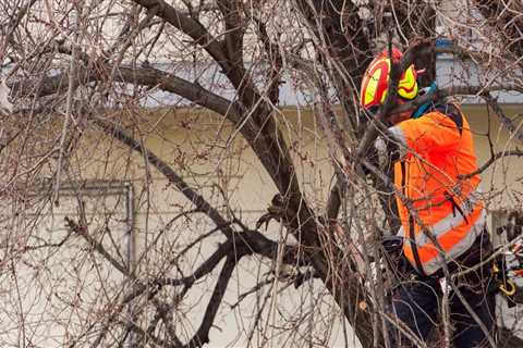 Tree Maintenance Made Easy: How Gold Coast's Local Tree Service Can Help You Maintain Healthy Trees