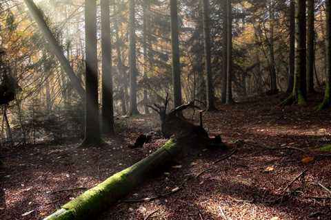 How to Safely Remove a Fallen Tree