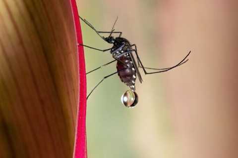 Best Mosquito Control Services in Knoxville TN