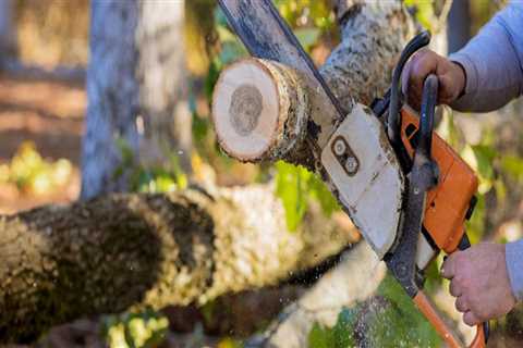 How to Effectively Cut Down Trees for Safe and Efficient Tree Removal